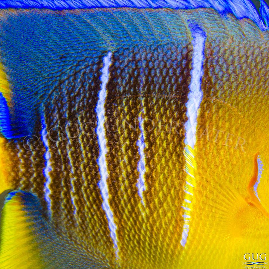 GugUnderwater's tweet image. Six new art pieces were added to the ocean essence collection of fine art prints in June’s monthly email newsletter. View the whole collection at GugUnderwater.com/ocean-essence