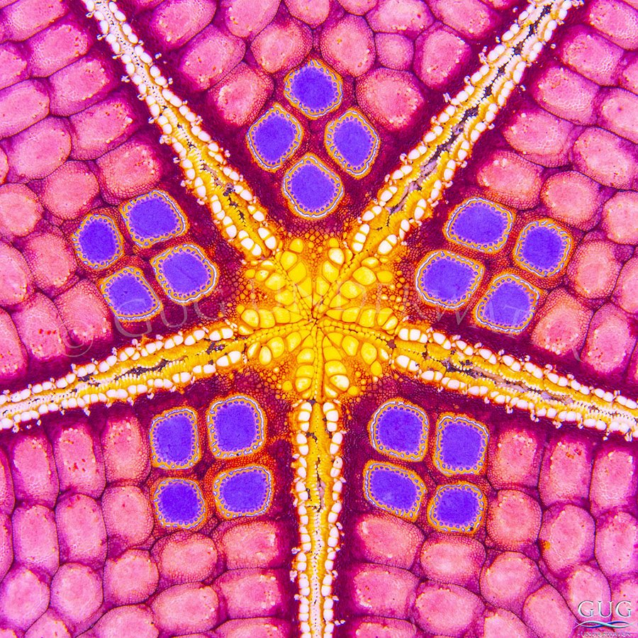 GugUnderwater's tweet image. Six new art pieces were added to the ocean essence collection of fine art prints in June’s monthly email newsletter. View the whole collection at GugUnderwater.com/ocean-essence