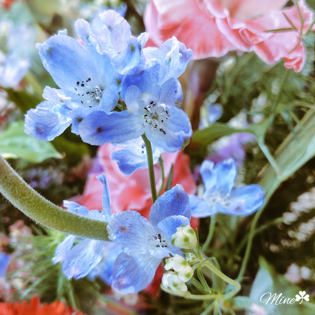 みねちゃん🐈🐾 (@mineko_69) on Twitter photo デルフィニウム(Delphinium)の語源は、ギリシャ語🇬🇷でイルカ🐬を意味するDelphis。
突き出したつぼみの形が🐬に似てるからなんだって︎🥺🤍︎
花言葉は「あなたは幸福を振りまく」
きっとあなたも誰かを
幸せな気持ちにさせてるよ🫶🏻︎🩵🫧 デルフィニウム(Delphinium)の語源は、ギリシャ語🇬🇷でイルカ🐬を意味するDelphis。
突き出したつぼみの形が🐬に似てるからなんだって︎🥺🤍︎
花言葉は「あなたは幸福を振りまく」
きっとあなたも誰かを
幸せな気持ちにさせてるよ🫶🏻︎🩵🫧