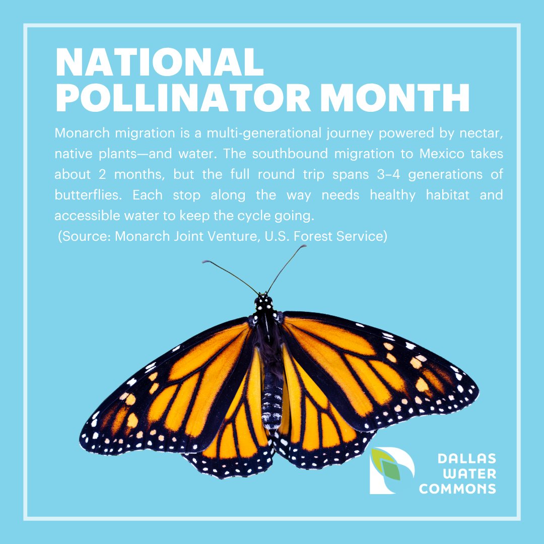 #NationalPollinatorMonth #DallasWaterCommons #DallasCommons #TheCommons #education #citypark #waterconservation #Sustainability #environment #wetlands #urbanplanning #Parks #DallasParksCoalition #waterlab #urbanwater #nature #NatureOfUrbanWater #TexasRunsOnWater