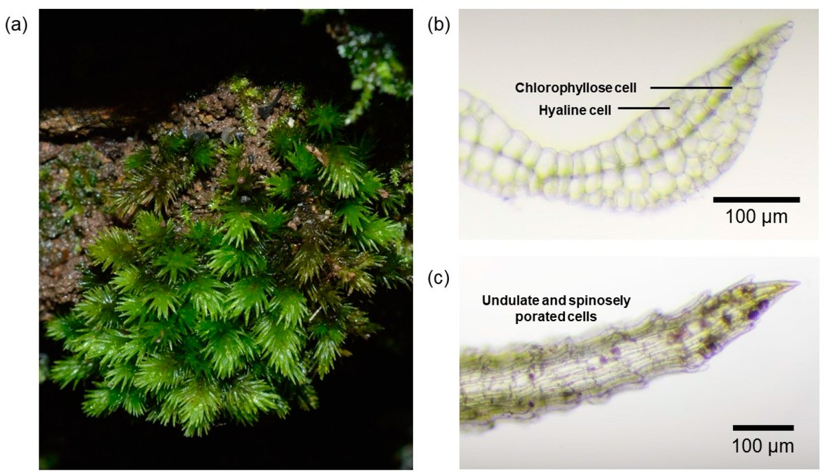 DiversityMDPI's tweet image. 🌿Predicting the Future Distribution of Leucobryum aduncum under Climate Change

by Puwadol Chawengkul et al.

mdpi.com/1424-2818/16/2… | 3279 views

#ClimateChange #Bryophytes #SpeciesDistributionModel #LeucobryumAduncum