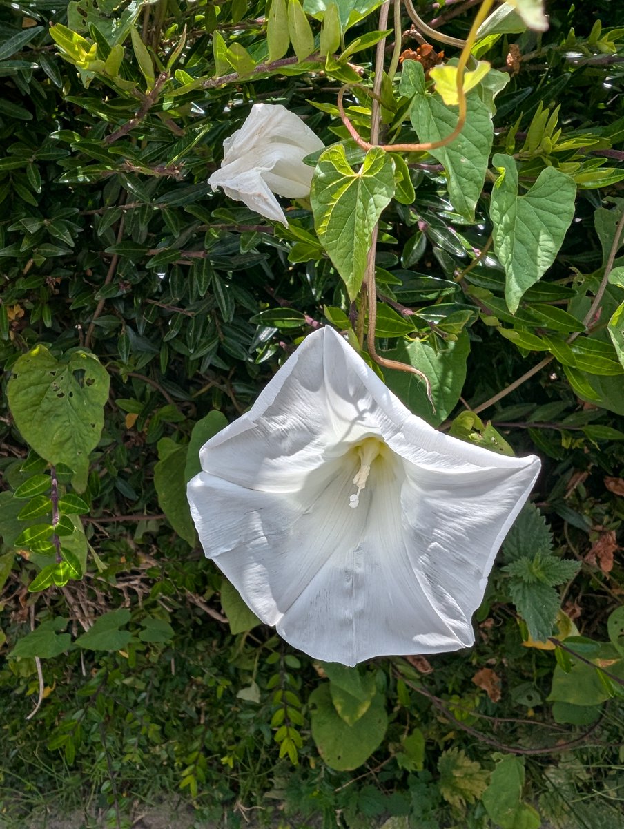 Today's #Flowertable is
Convolvulaceae
LARGE BINDWEED
Calystegia silvatica