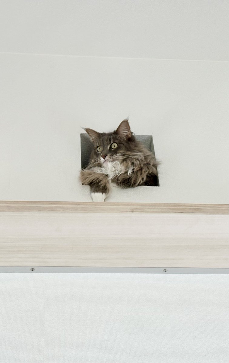 いつもここから覗いているんだけど
かわいいがすぎるのでこの家にしてよかった🐱