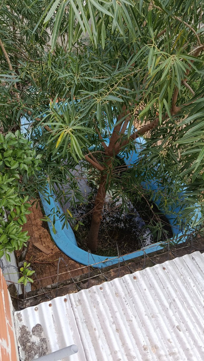 FelixMarcego's tweet photo. @msaludpy @SenepaParaguay La municipalidad de lambare pide que se haga la denuncia en sus oficinas, el trabajo no me permite y hace años está así está piscina https://t.co/JMCBtjrSfC