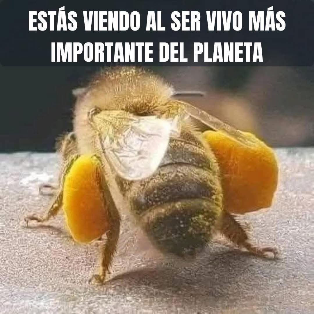 RincnCuriosoo's tweet image. 🥺