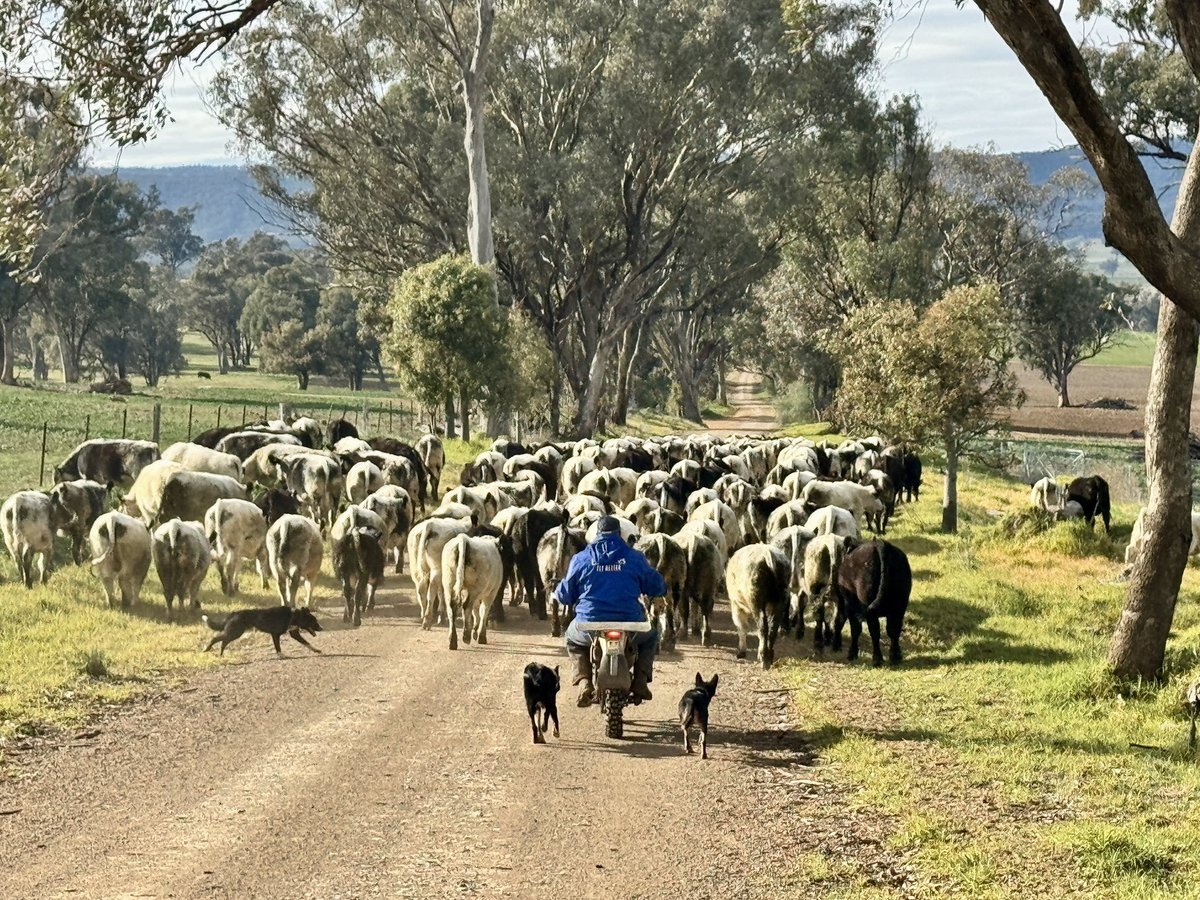 It was “moving time” this morning for this mob of 186 Spring 2024-drop stud heifers, coming across from our lease block to our home block. The ladies are coming along well, on track for AI in October. 

#JADspecklepark #hitthespecks #specklepark #agchatoz #ausag