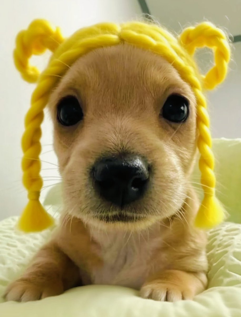PostsOfDogs_'s tweet image. Yellow Fur Puppy 🐕