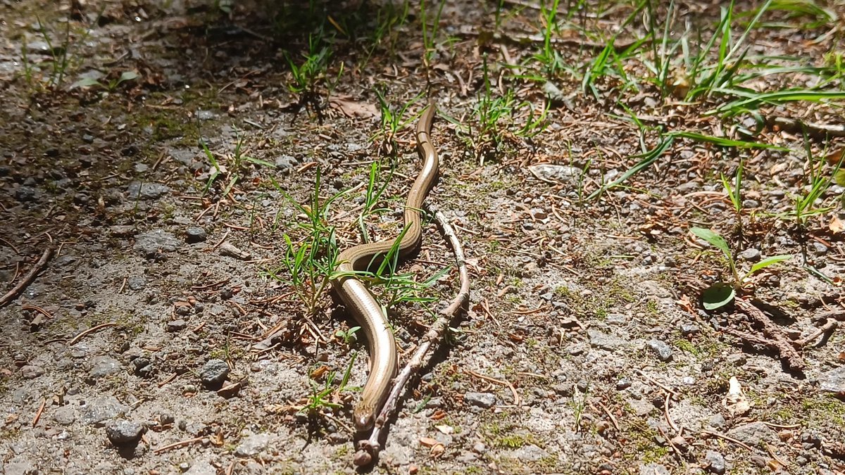 Troldkaelling's tweet photo. I saw 2 snakes #Awesome #SnakeNation https://t.co/o4BIXViEMY