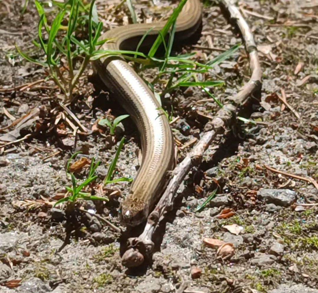 Troldkaelling's tweet photo. I saw 2 snakes #Awesome #SnakeNation https://t.co/o4BIXViEMY