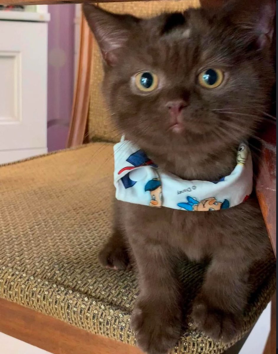 ทุกคน ชีไฉหัวล้านเพราะว่าช่วงที่ชีมาแรกๆๆชีน่ารักม้ากกกกกกก ทุกคนรุมหอมอะ โดยเฉพาะหัวตรงเหม่ง สักพักลูบๆแล้วเจอสะเก็ด สรุปชีเป็นเจื้อราจ้าพี่ๆ เลยโดนไถแบบนี้ ก็คือ แมวหัวล้านที่แปลว่า ล้านจริงๆ5555555