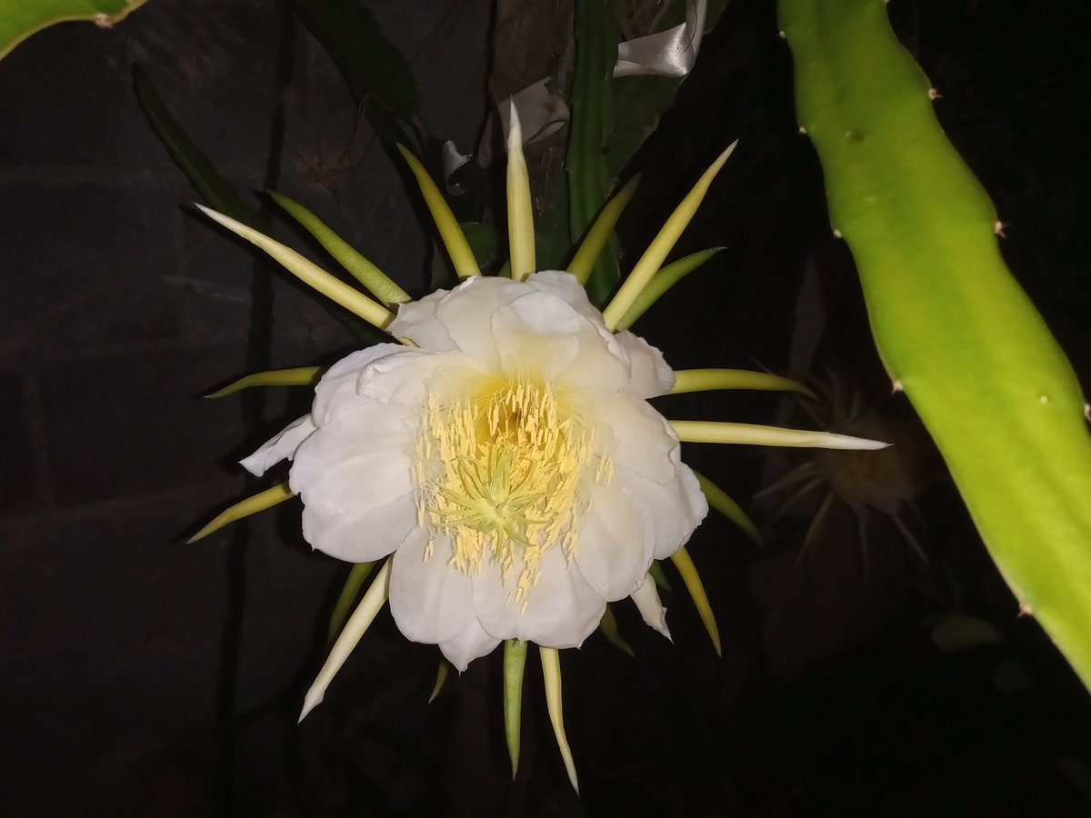 Compartiendo fotos de flor de pitaya, conocidas en el sur de América como pitahaya. Abren solo de noche y solo por una noche. #yomarco #adidas #beatyerterday #garming #comunicarunners #SinDay #FelizTarde #RunningForMySanity #LoveRunning #Running #Run #Correr #RebelionLoba