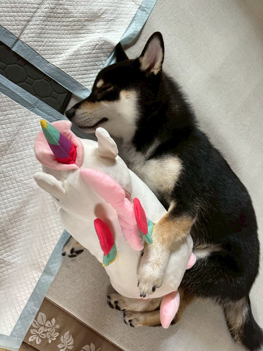 MARU240905's tweet photo. めっちゃ子犬ちゃんみたい😂お姉ちゃんに抱かされてた😂 https://t.co/twcGm00KCW