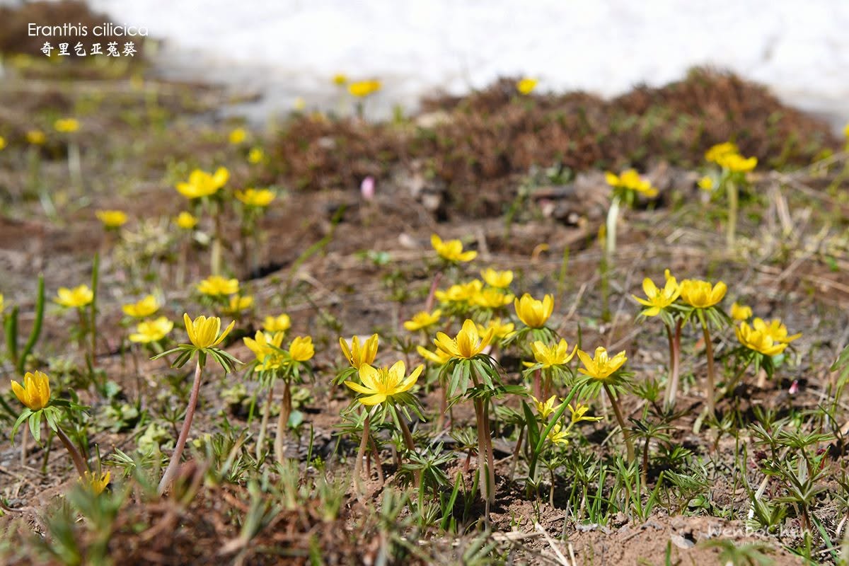 Wenbo77's tweet image. Turkish winter aconite (Eranthis cilicica) in northeastern Anatolia.
#floraofturkey #eranthis #奇里乞亚兔葵 #土耳其植物