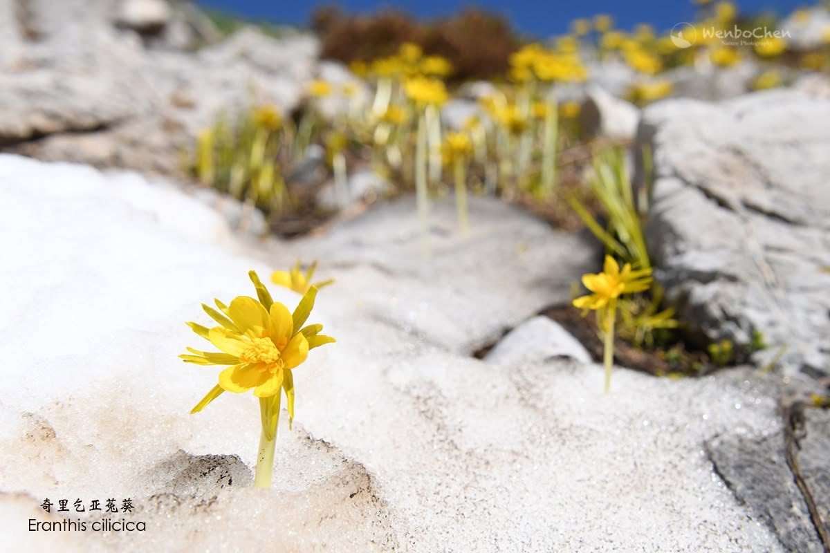 Wenbo77's tweet image. Turkish winter aconite (Eranthis cilicica) in northeastern Anatolia.
#floraofturkey #eranthis #奇里乞亚兔葵 #土耳其植物