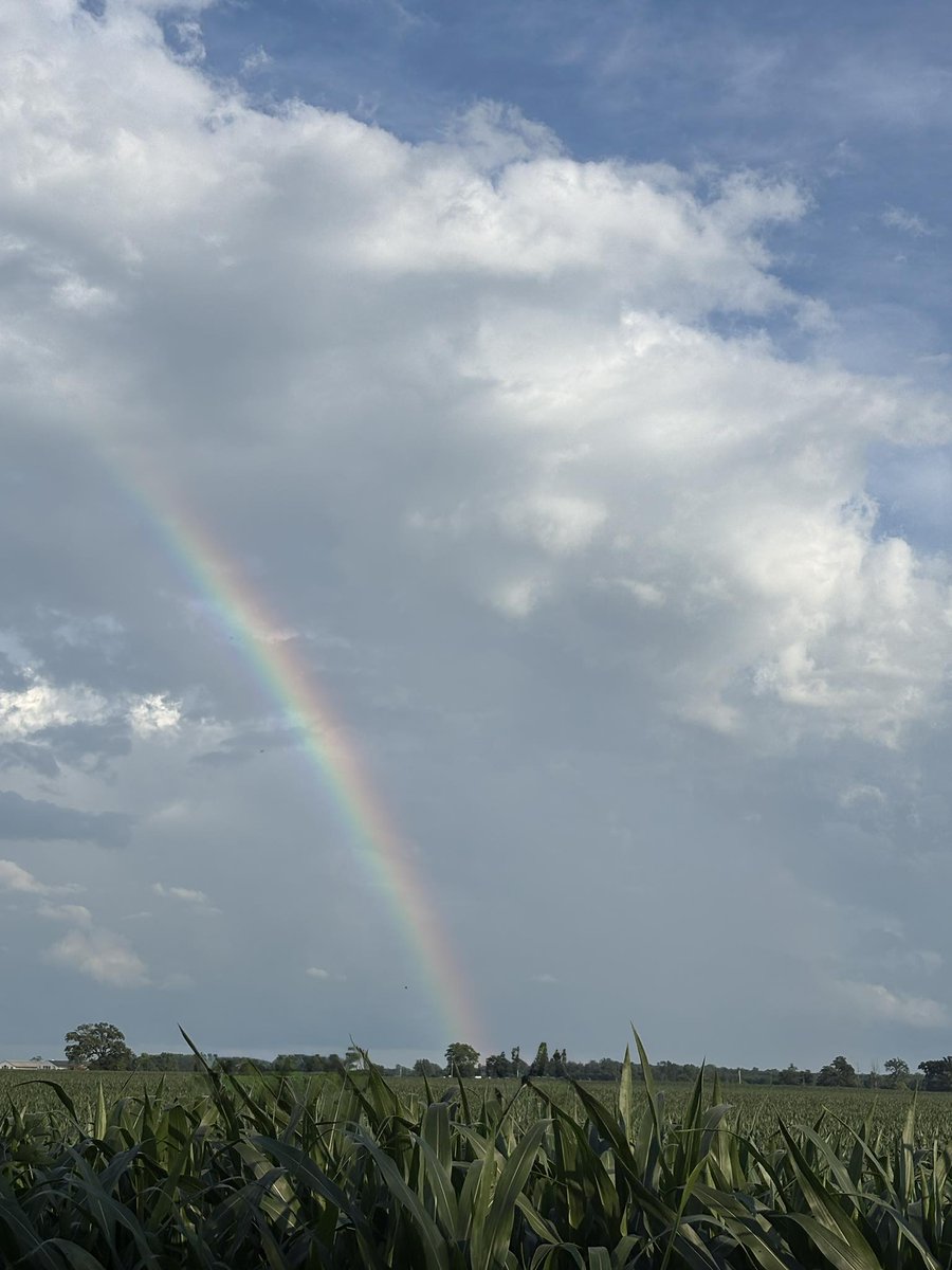 seedgenetics's tweet image. Thank you, Cathy Gambill, for this great shot of Seed Genetics corn and the beauty of Mother Nature.