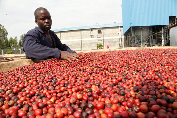 A cocktail of issues, including bumper harvest and conflicts in parts of the Middle East have conspired to plunge the prices of coffee on the international market. Nearly two million households here in Uganda are staring in blanks and counting loses.

Source: DAILY MONITOR