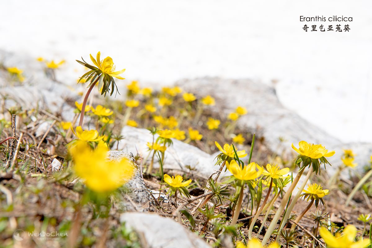 Wenbo77's tweet image. Turkish winter aconite (Eranthis cilicica) in northeastern Anatolia.
#floraofturkey #eranthis #奇里乞亚兔葵 #土耳其植物