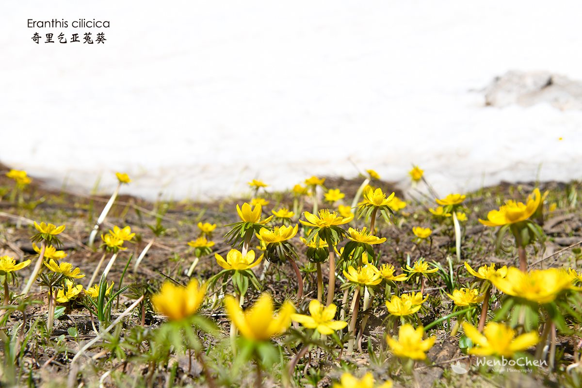 Wenbo77's tweet image. Turkish winter aconite (Eranthis cilicica) in northeastern Anatolia.
#floraofturkey #eranthis #奇里乞亚兔葵 #土耳其植物