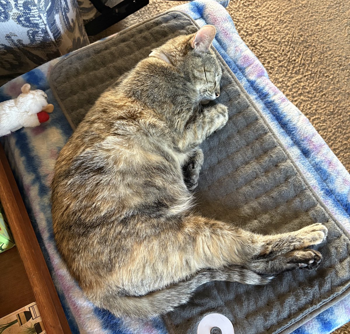 Happy #CanadaDay to our friends to the north of us! In celebration, I will be napping for #TakeANapTuesday Enjoy the day
#CatsOfTwitter #CatsOfX #tabbyTroop #tuesdayvibe
