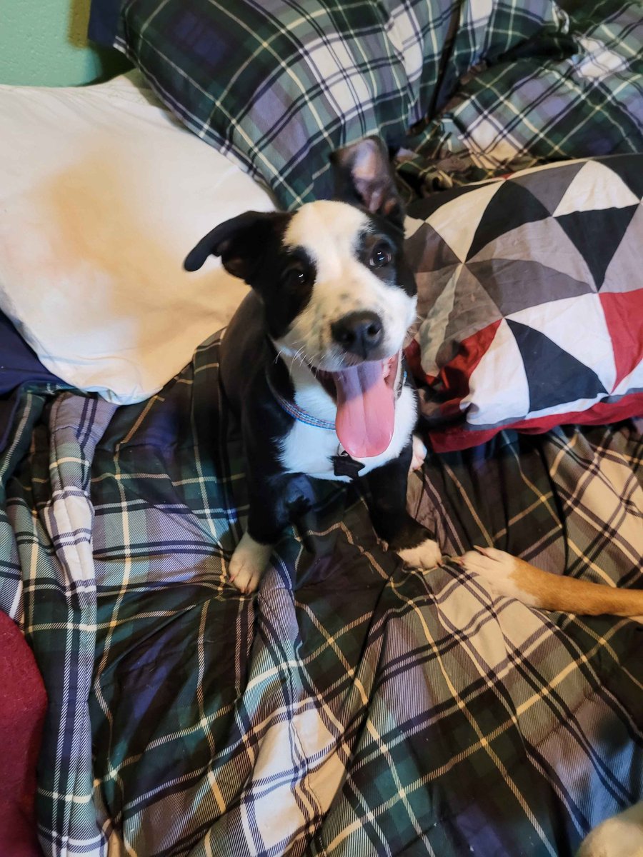 DylanLikesPie's tweet image. I&apos;m glad that even though life rn can be awful &amp;amp; atrocious, I can still fall back on my sweet dogs.

Vanilla 🍦
&amp;amp; 
Sundae 🍨 

They would be the only ones happy to see me after a long day &amp;amp; it would always mean so much to me. ❤️

Do you have pets that help make your day better?