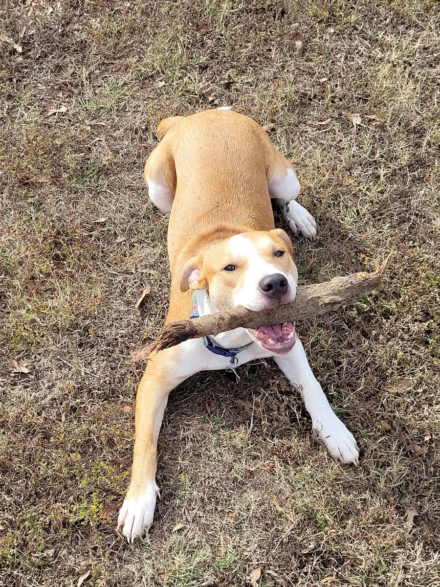 DylanLikesPie's tweet image. I&apos;m glad that even though life rn can be awful &amp;amp; atrocious, I can still fall back on my sweet dogs.

Vanilla 🍦
&amp;amp; 
Sundae 🍨 

They would be the only ones happy to see me after a long day &amp;amp; it would always mean so much to me. ❤️

Do you have pets that help make your day better?