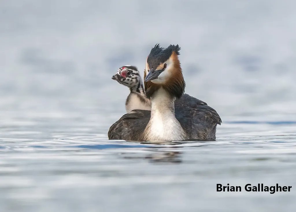 SevenLochs's tweet image. Inspired by @BGallagherColl wonderful photographs of grebes at Hogganfield, we have written a wee update about them and how they are thriving at the loch sevenlochs.org/grebes-in-focu…