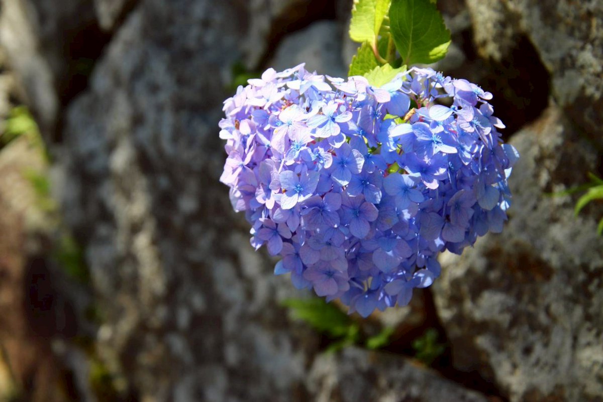 ibk_sakura's tweet image. ハート♡