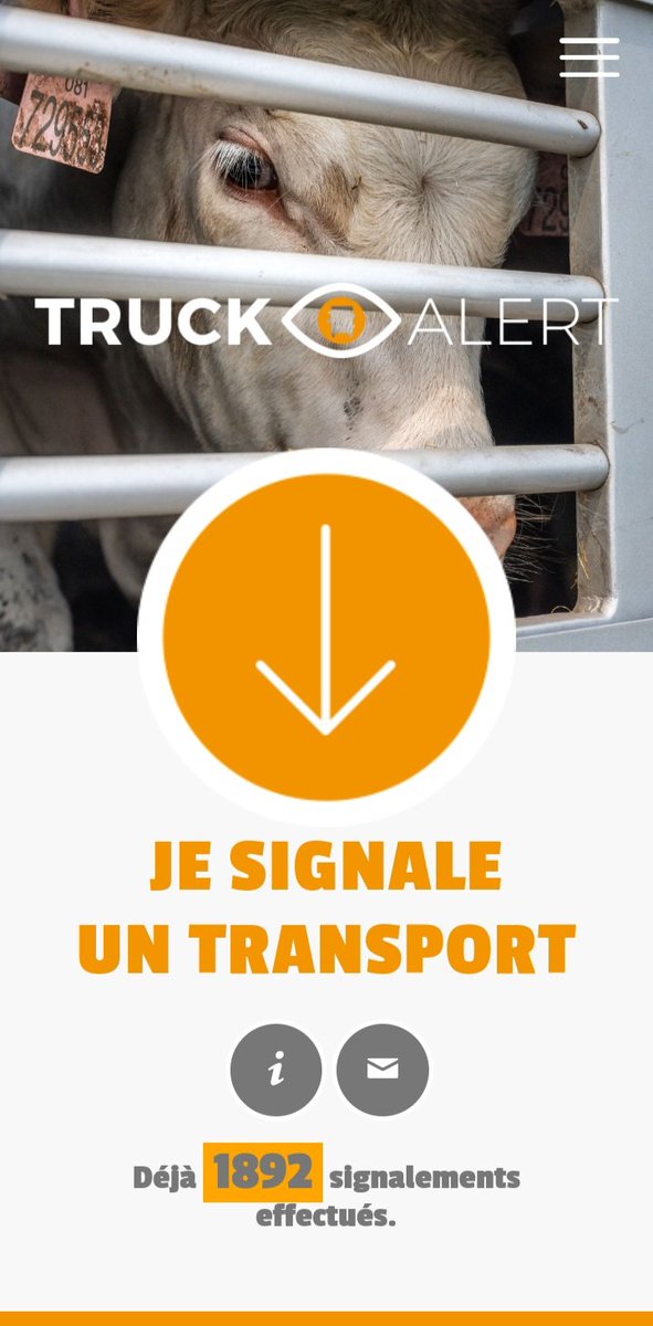 30, 35, 41° à l'extérieur, imaginez leur étouffement et  leur détresse avec au moins 10° de plus à l'intérieur de ces camions qui les transportent pendant des heures.
Signaler les camions d'animaux roulant par plus de 30° grâce à l'application TruckAlert.