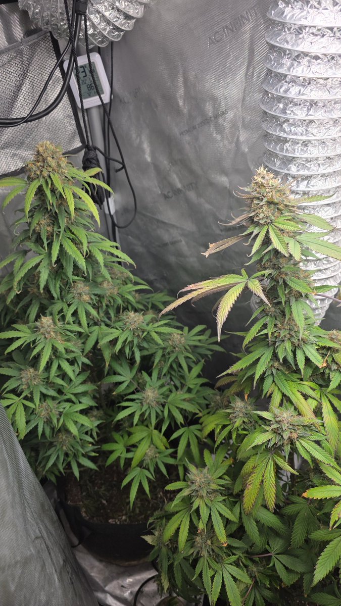 GlazingGrower💚💚💨💨 (@glazinggrower) on Twitter photo 46 days no topping no stress training just let them do them and I'm happy. They are purple purple urkle x something can't remember. But they smell amazing. Thanks <a href="/irvineseedco/">Irvine Seed Company</a> <a href="/acinfinltylnc/">AC INFINITY</a> <a href="/FoxFarmSoil/">FoxFarm Soil & Fertilizer Company</a> I couldn't do it without you guys.... 46 days no topping no stress training just let them do them and I'm happy. They are purple purple urkle x something can't remember. But they smell amazing. Thanks <a href="/irvineseedco/">Irvine Seed Company</a> <a href="/acinfinltylnc/">AC INFINITY</a> <a href="/FoxFarmSoil/">FoxFarm Soil & Fertilizer Company</a> I couldn't do it without you guys....