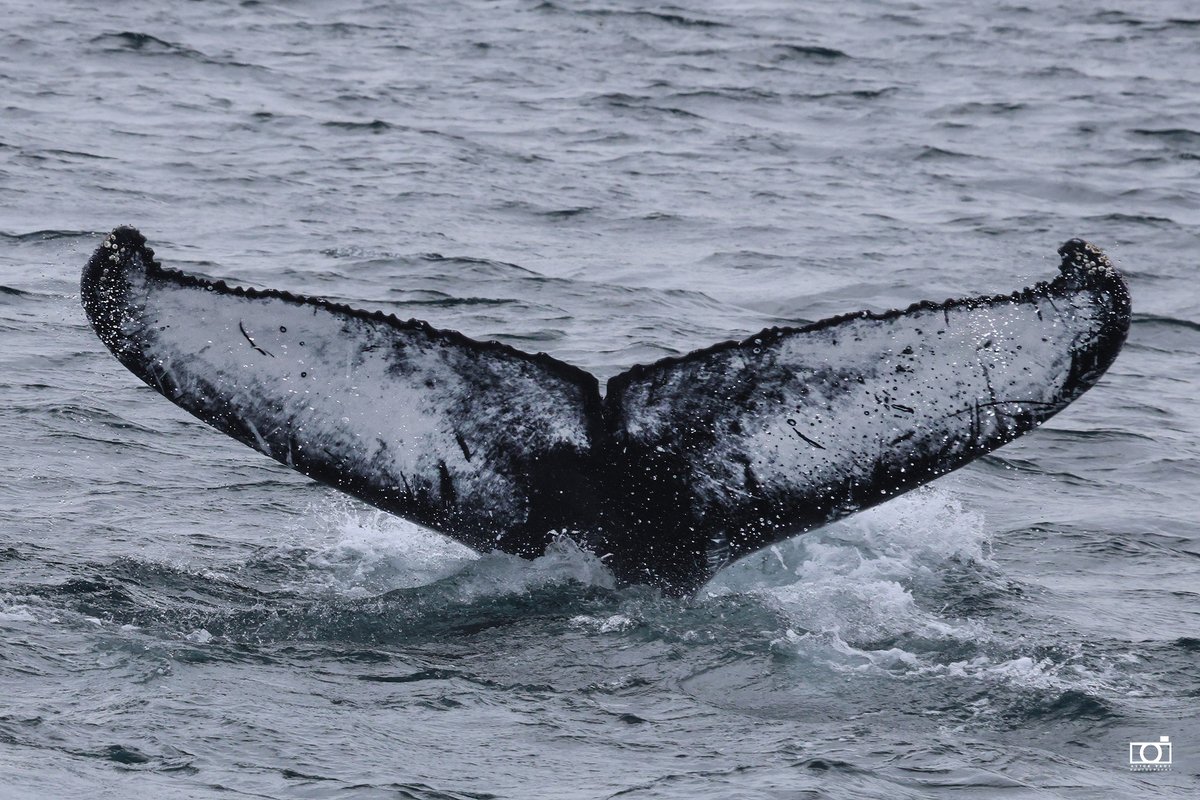 Alick Tsui (@positively4ever) on Twitter photo Amazing tails just outside the Narrows in St. John's on this last day of June. #lovestjohns #whales #tails #boattournl #exploreIQ <a href="/IcebergQuest/">Iceberg Quest Tours</a> #wildlife #naturenl #wildlifephotography #exploreCanada @cangeo <a href="/CBCNL/">CBC Newfoundland and Labrador</a> <a href="/DestinationCAN/">Destination Canada</a> #stjohns #summer #humpback #hellohumpback Amazing tails just outside the Narrows in St. John's on this last day of June. #lovestjohns #whales #tails #boattournl #exploreIQ <a href="/IcebergQuest/">Iceberg Quest Tours</a> #wildlife #naturenl #wildlifephotography #exploreCanada @cangeo <a href="/CBCNL/">CBC Newfoundland and Labrador</a> <a href="/DestinationCAN/">Destination Canada</a> #stjohns #summer #humpback #hellohumpback