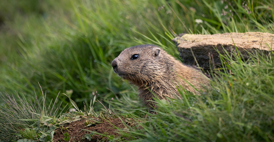 No matter the name – and it goes by many – the groundhog can be a real nuisance for farmers and home gardeners. Tips to keep them off your property. ksre-learn.com/groundhogs-in-… #KSRE