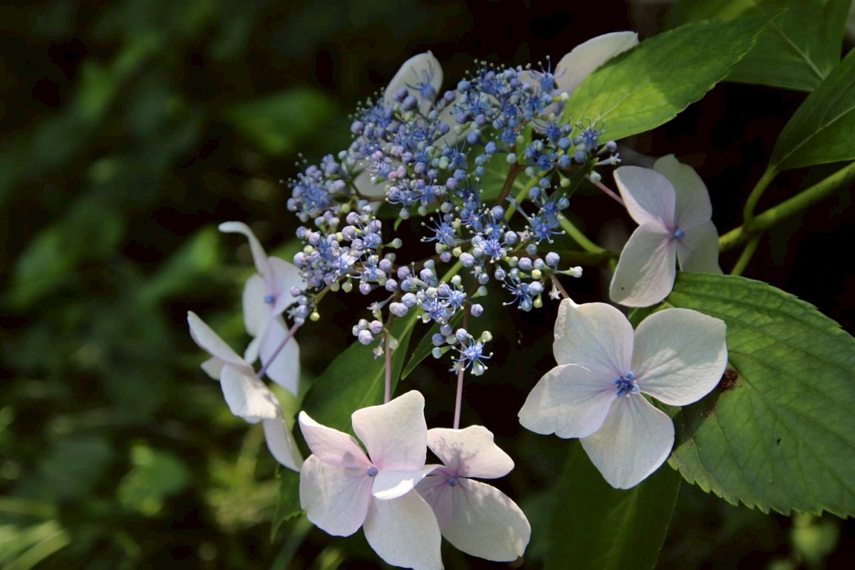 ibk_sakura's tweet image. イロトリドリ