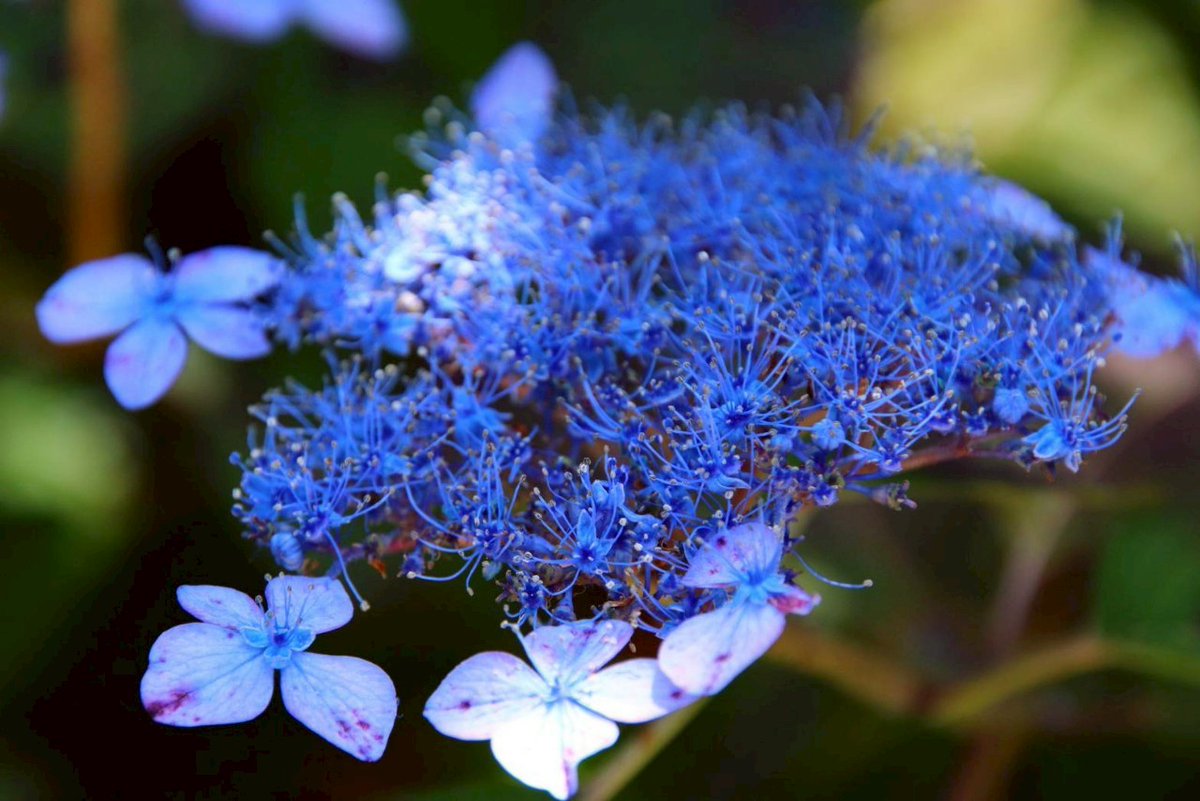ibk_sakura's tweet image. 種類様々