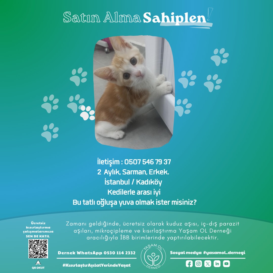 yasamol_dernegi's tweet photo. Yanlarında yuvanıza mutluluk, sevgi ve bereket getiriyorlar! 🐾🐈🐈⬛🐕🦮
#yasamol #KısırlaştırAşılatYerindeYaşat
#kopeksahiplenistanbul
#kedisahiplenistanbul https://t.co/Uc6CoPDRS2