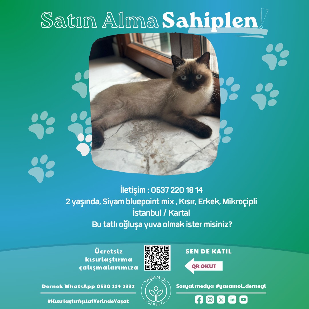 yasamol_dernegi's tweet photo. Yanlarında yuvanıza mutluluk, sevgi ve bereket getiriyorlar! 🐾🐈🐈⬛🐕🦮
#yasamol #KısırlaştırAşılatYerindeYaşat
#kopeksahiplenistanbul
#kedisahiplenistanbul https://t.co/Uc6CoPDRS2