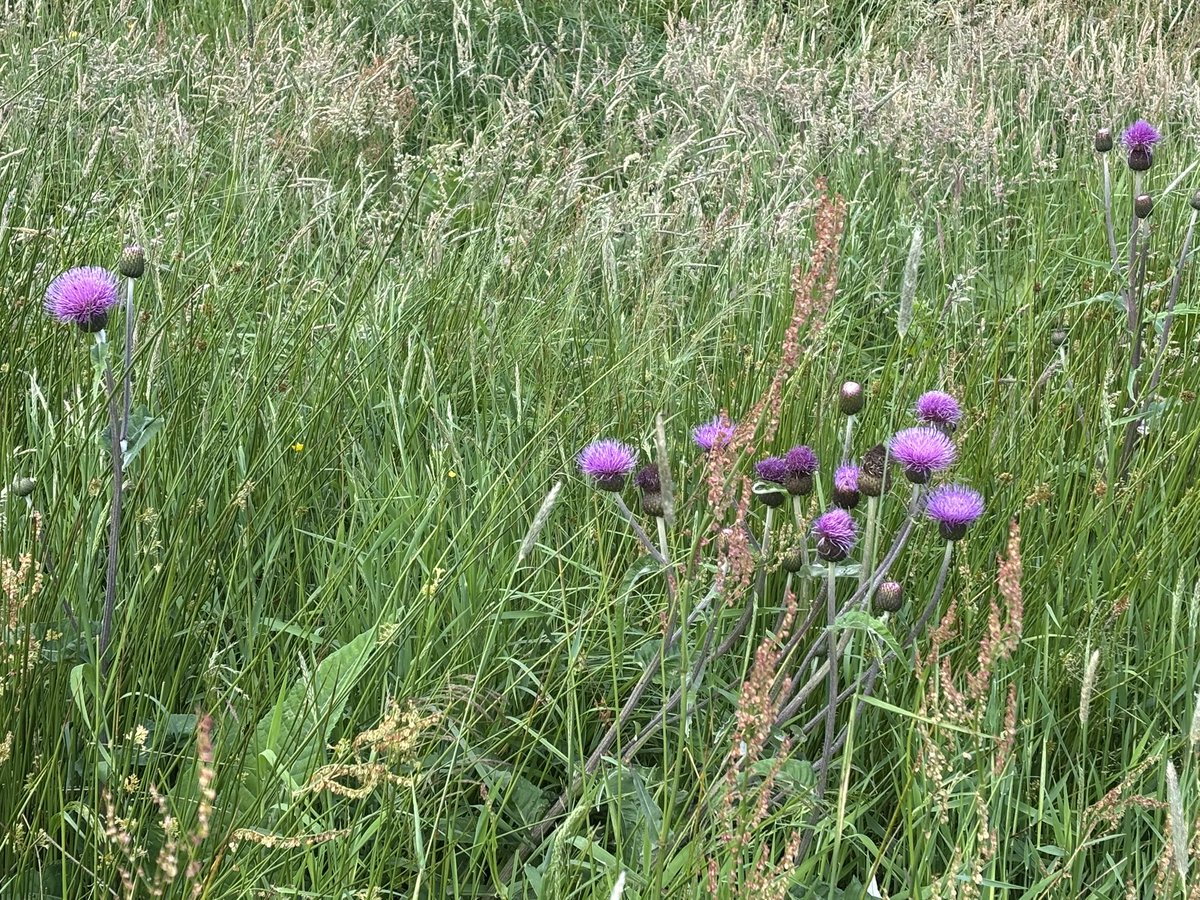 James Rebanks tweet media