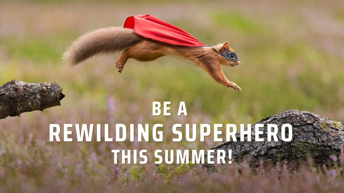 ScotRewilding's tweet image. 🦸 Scotland’s wild spaces need heroes – and that means YOU. Nature is in crisis, but united, we have the strength to turn it around. 💪
Your superpower is your voice. Whether you have five minutes or a full day, reaching out to your MSP means joining a growing team of champions…
