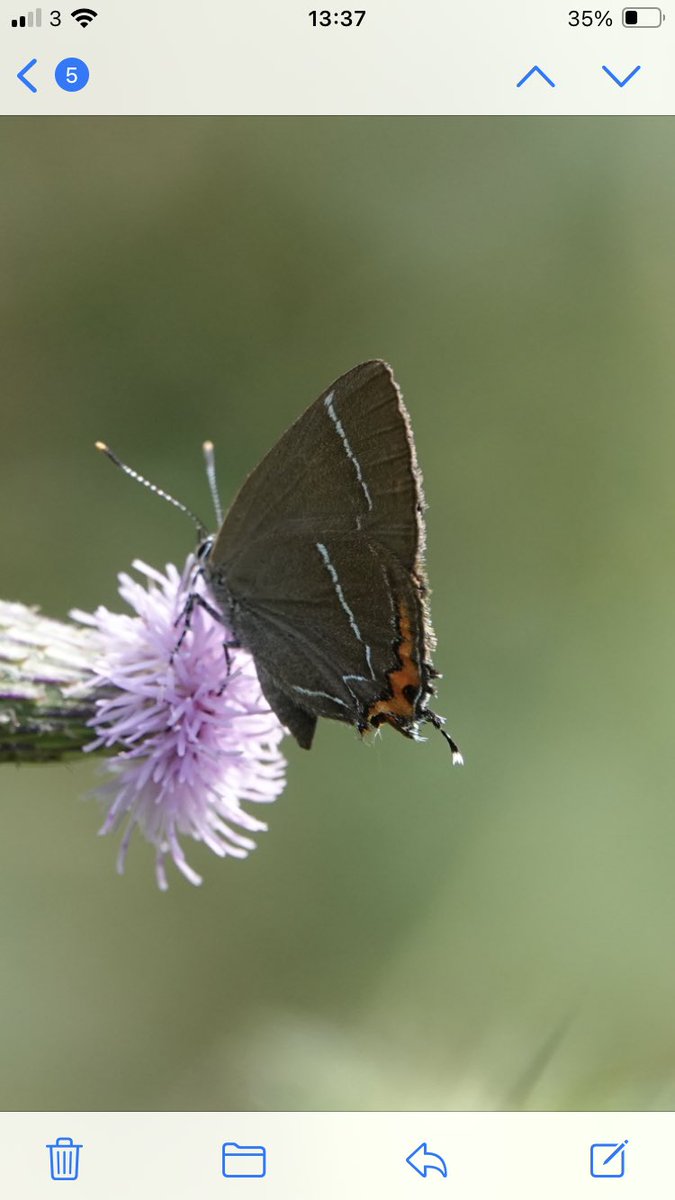Twitched a butterfly today - White Letter Hairstreak #WansteadPark