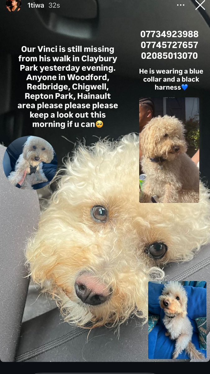 VINCI was wearing a blue collar and a black harness on his body!! #Woodford #Essex #IG8 
PLEASE SHARE TO HELP VINCI HOME