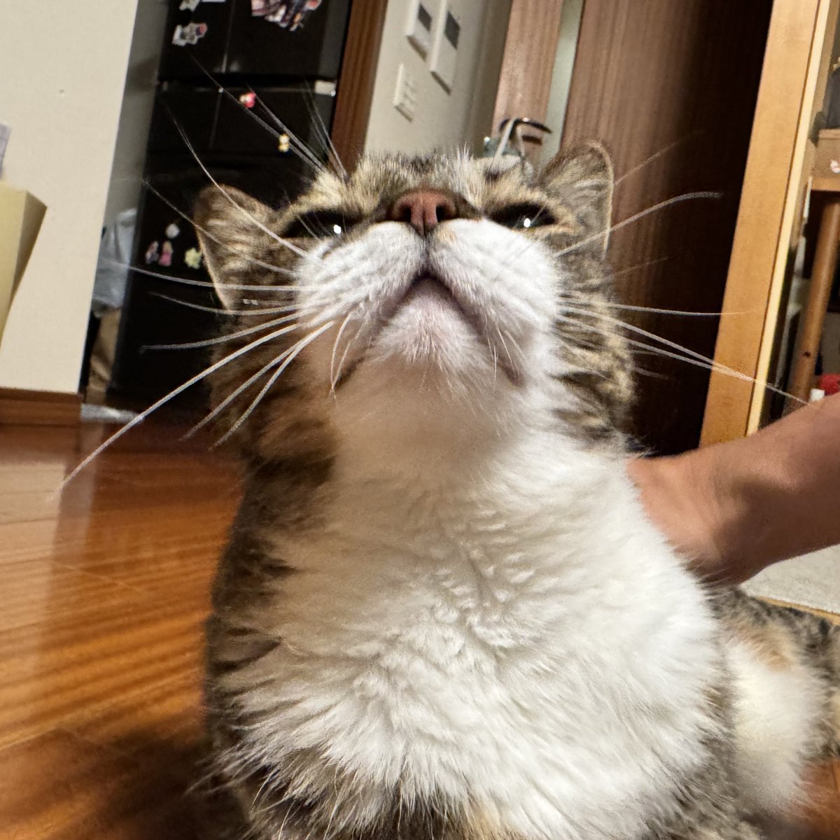 さあ、撫でてちょーだいにゃお！