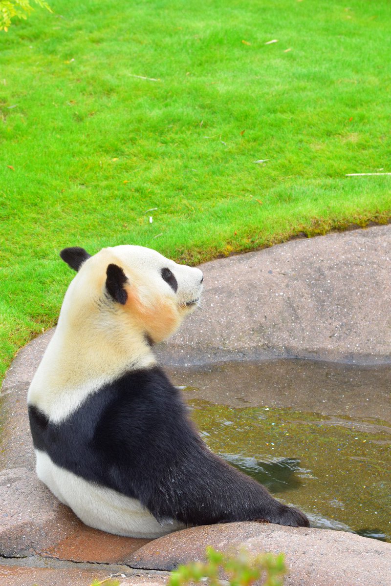 さちぱんだ🐼 (@sachipan36) / Posts / X