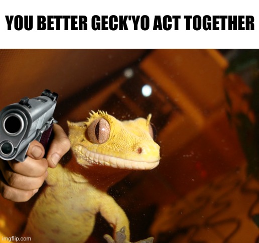 Geckos Daily🦎 (@geckosdaily_) on Twitter photo 