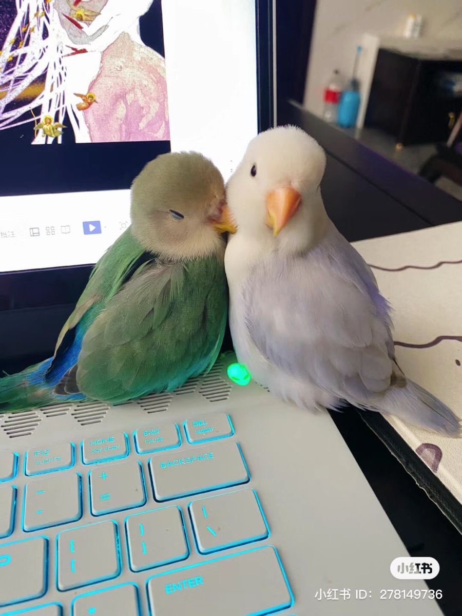 💖 (@twaniimals) on Twitter photo 