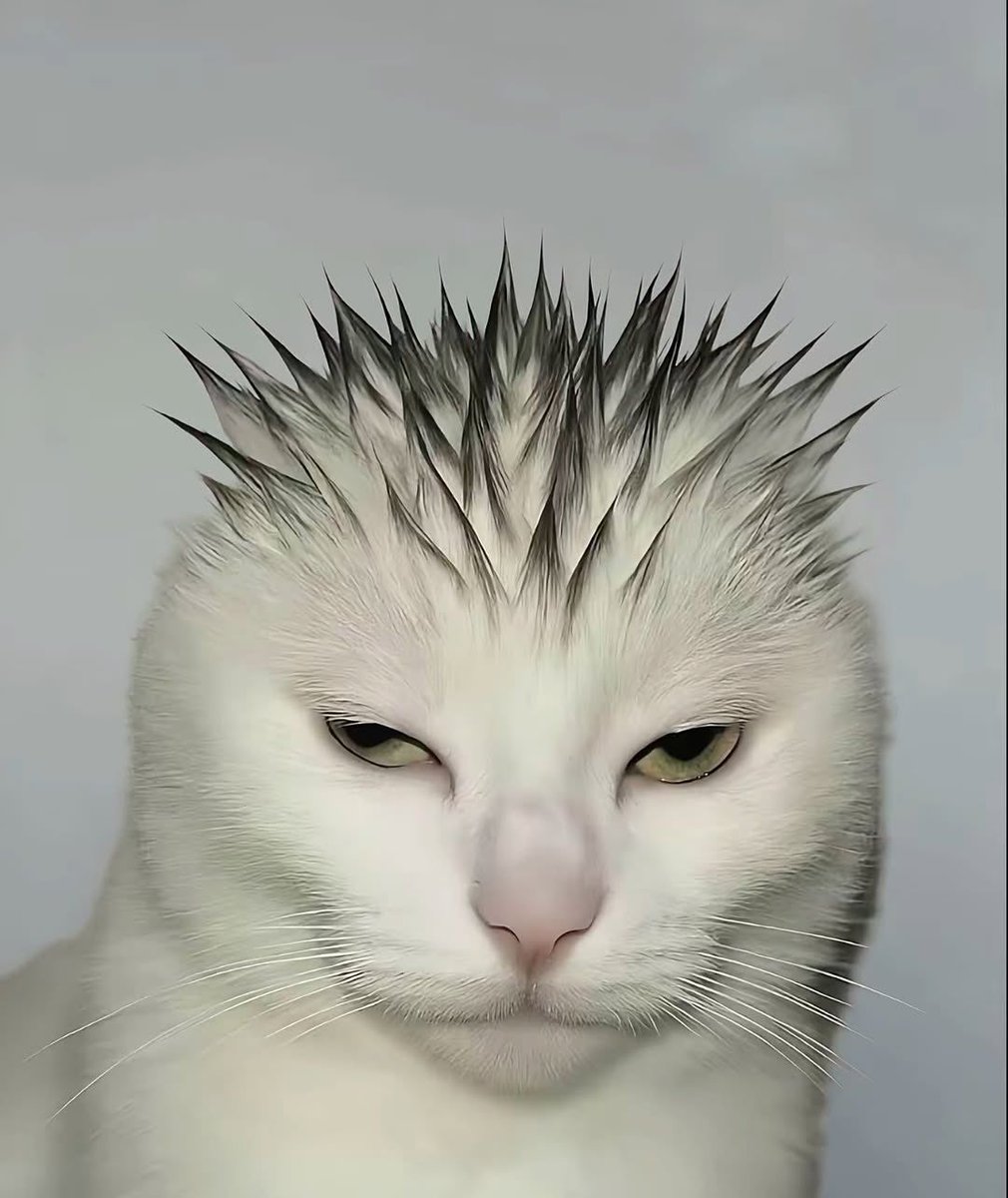 Why you should have a cat (@shouldhavecat) on Twitter photo 