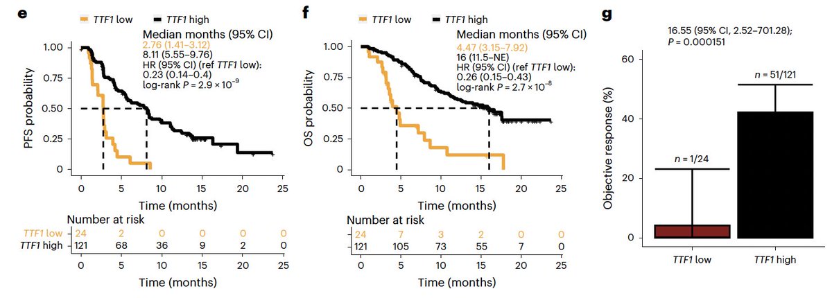 1/3

🫁 #TTF-1 is a new marker to identify patients best suited for #lung cancer KRAS inhibitors 🫁

🫁 #Sotorasib - #KRAS G12C mut 🫁

🌟 #Lung cancer patients with high #TTF-1 expression had improved survival outcomes after treatment with the #KRAS inhibitor #Sotrasib.