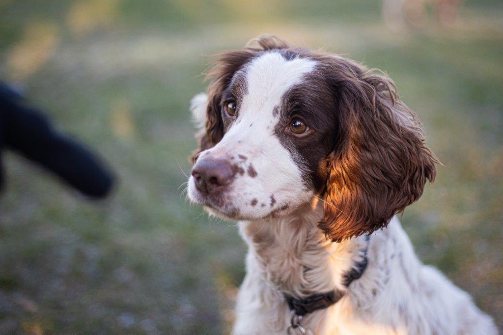 MerPolDogs's tweet image. A Huge Congratulations to PD Flo as she retires today alongside her handler (after 31 years service) Flo specialised in victim recovery & took part in countless high profile & complex investigations offering vital support. Enjoy your retirement you two it’s well deserved 👏🍾 🙌