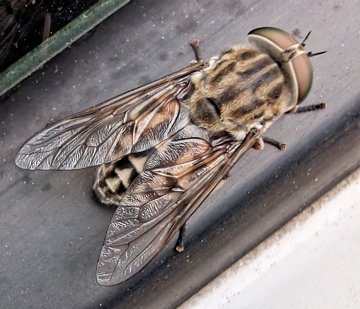 mvj55's tweet photo. Tabanus sudeticus, giant bitey b*****d https://t.co/wwDqX6ta0J