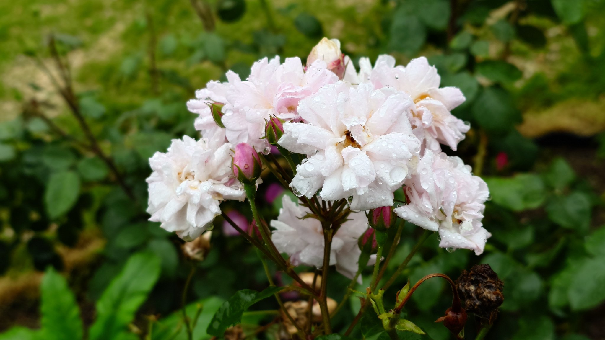薔薇は 2025年4月23日・お疲れ様です✨#難波薔薇です 。#つづじ #八重紅