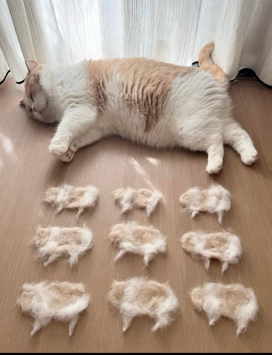 I don’t work on organoids but if I did I would find a way to work this image into every slide deck