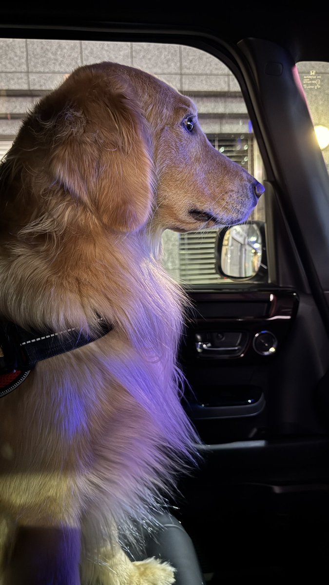 一生懸命飼い主を探してる犬